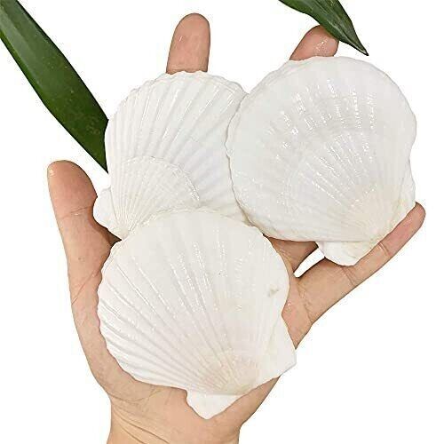 30 Pcs 2.3-3 Inch Natural Scallop Shells White Sea Shells from Sea Beach for DIY