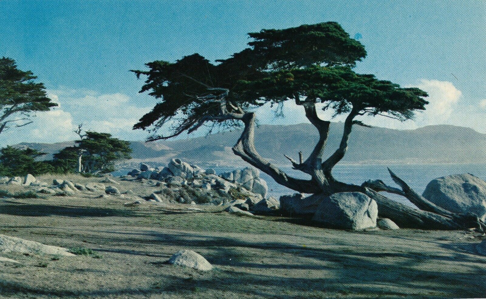 Monterey Cypress in Pebble Beach, California vintage unposted