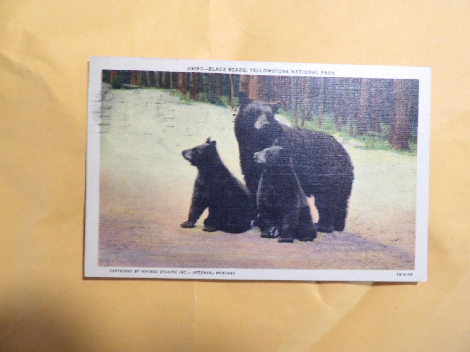 Vintage Postcard WYOMING 1953 Black Bears, Yellowstone National Park
