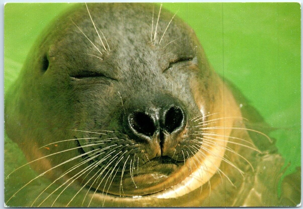 Postcard - De schone droom van eez zeehond