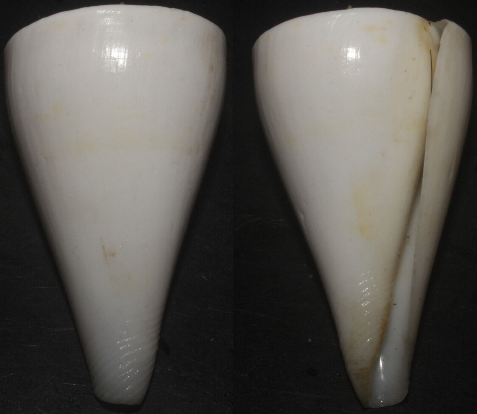 Tonyshells Seashells Conus sugimotonis CONE SNAIL 53mm F+++/GEM Superb White