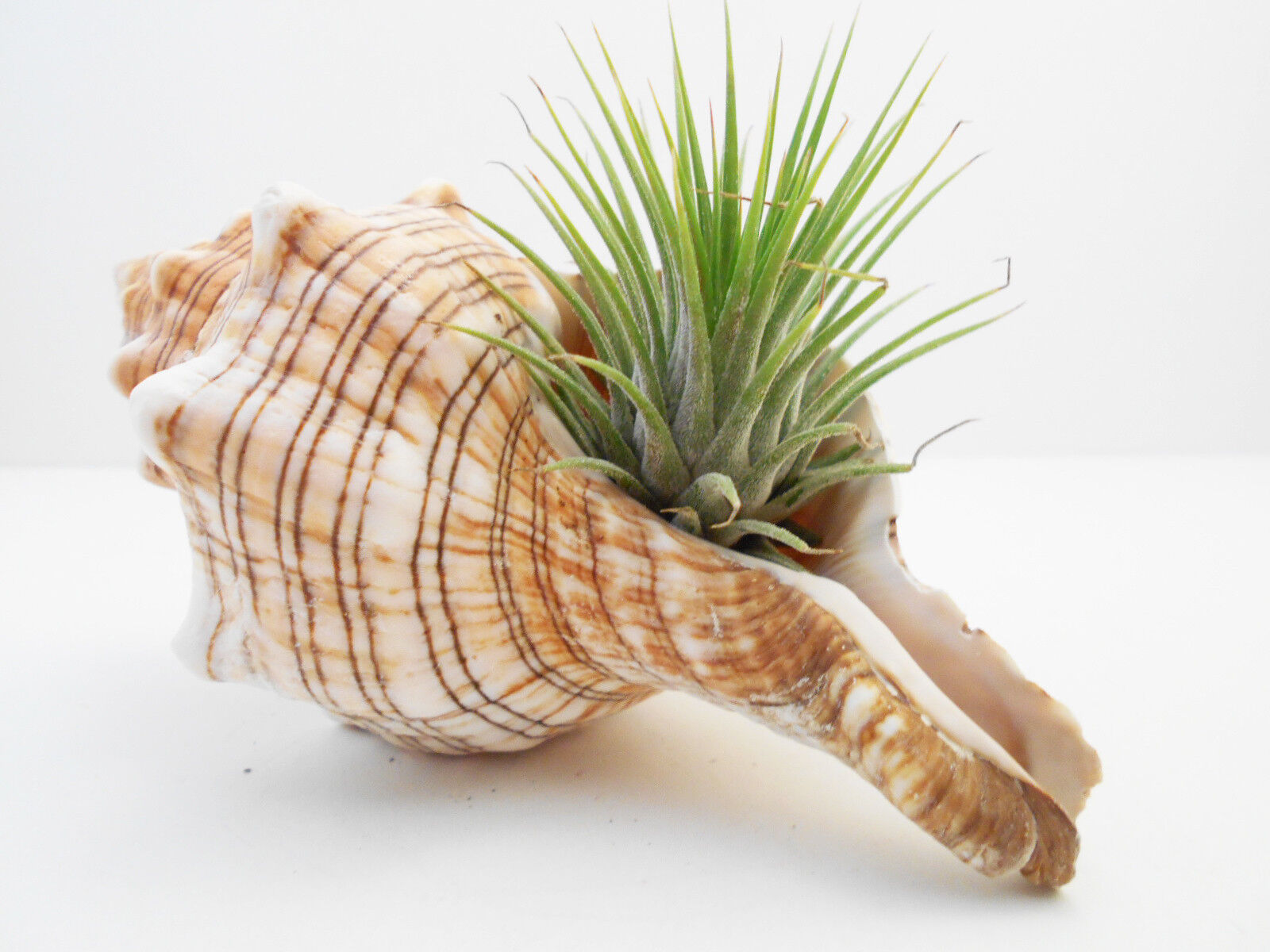 Beautiful Striped Conch Seashell Airplant Kit 5\
