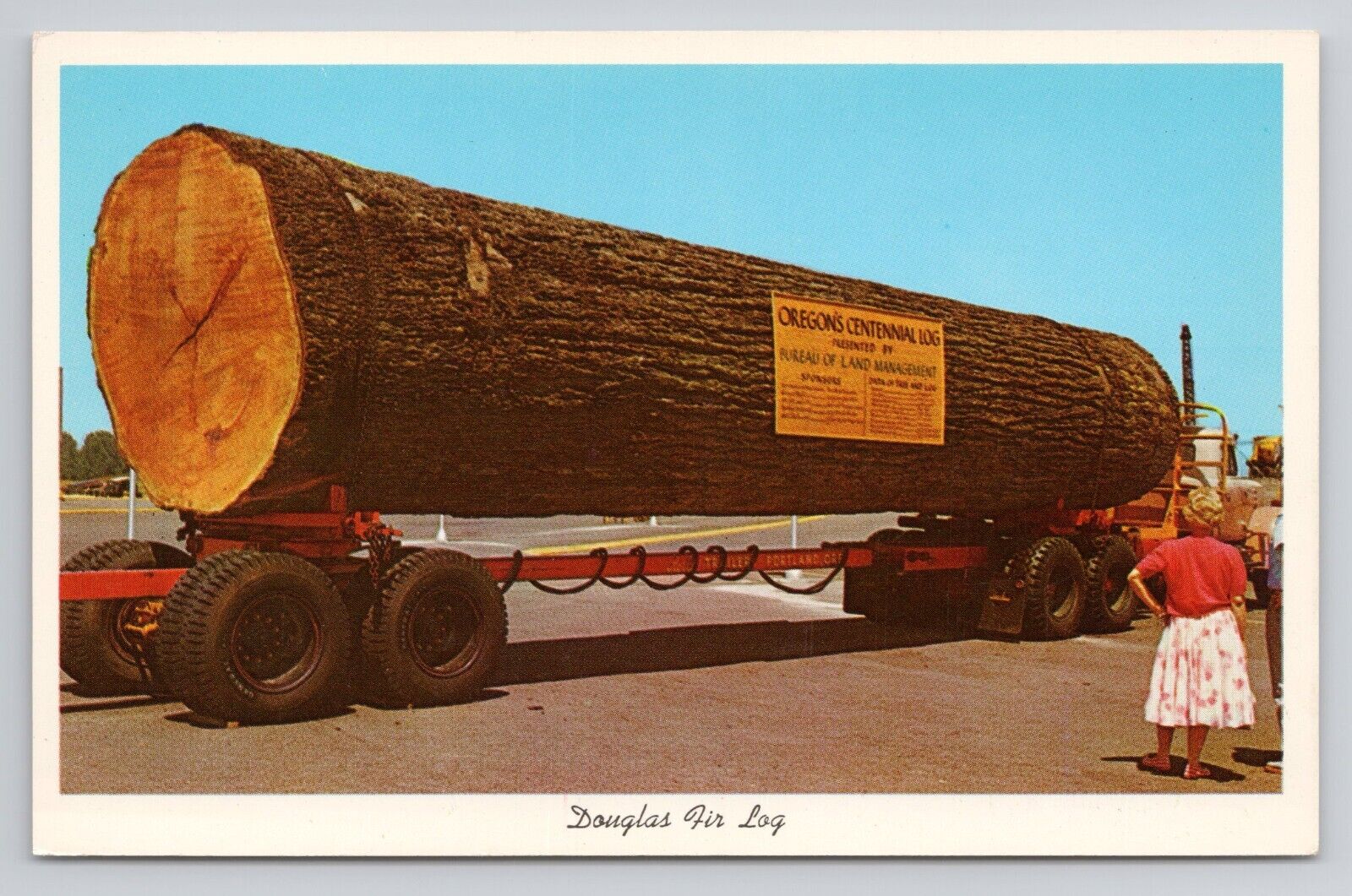 Douglas Fir Log Oregon Postcard 3710