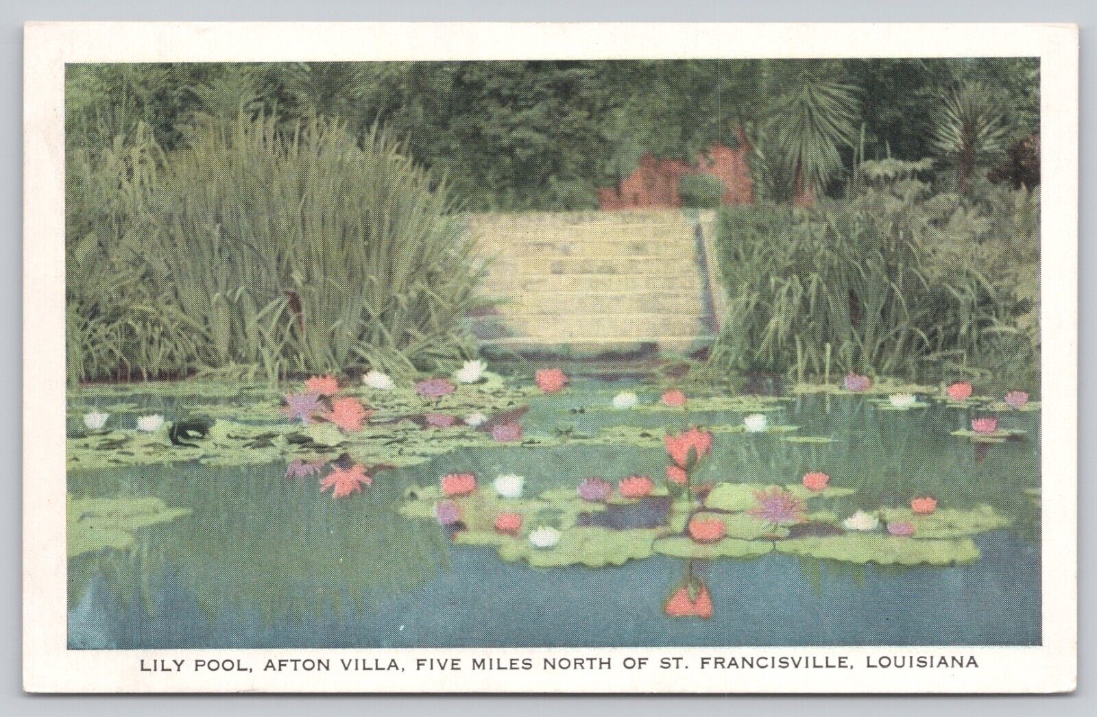 Vintage Postcard Lily Pool, Afton Villa, St. Francisville, Louisiana