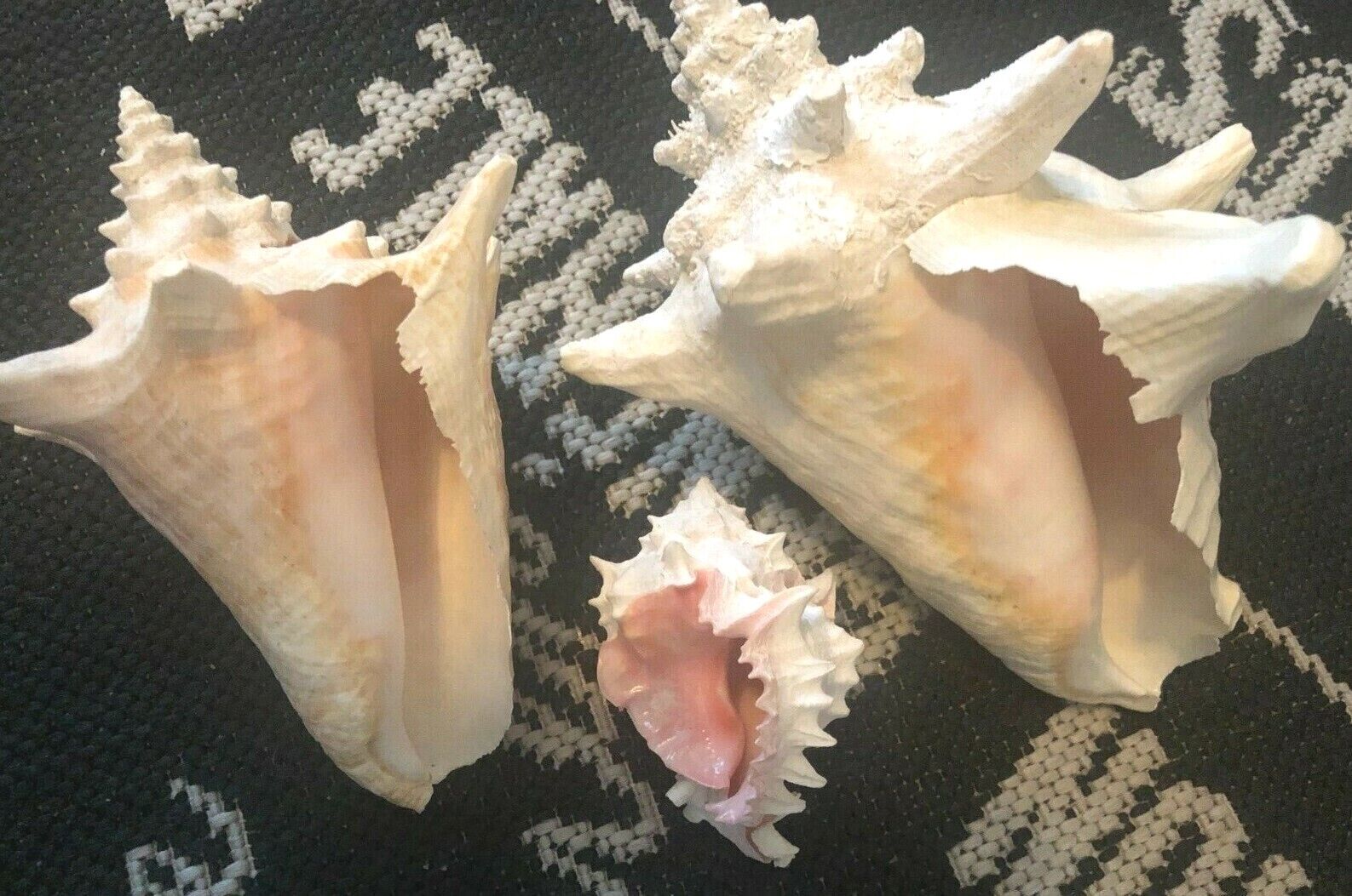 SET OF 3 Real NATURAL CONCH SEA SHELLS  HUGE White Pink 1