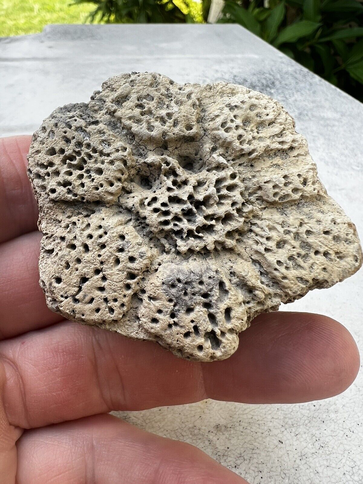 Florida Fossil Rare High Quality Glyptodont Scute With Rosette 
