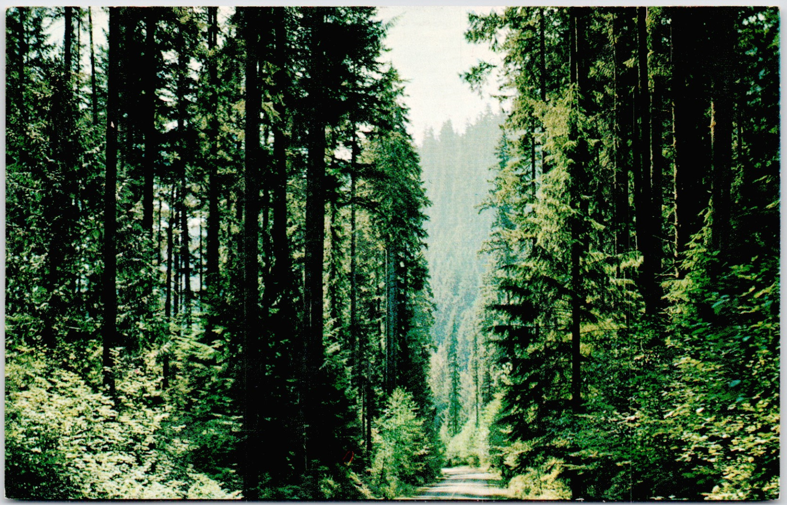 Pacific Northwest Oregon Washington Fir Lined Highway Trees USA Vintage Postcard