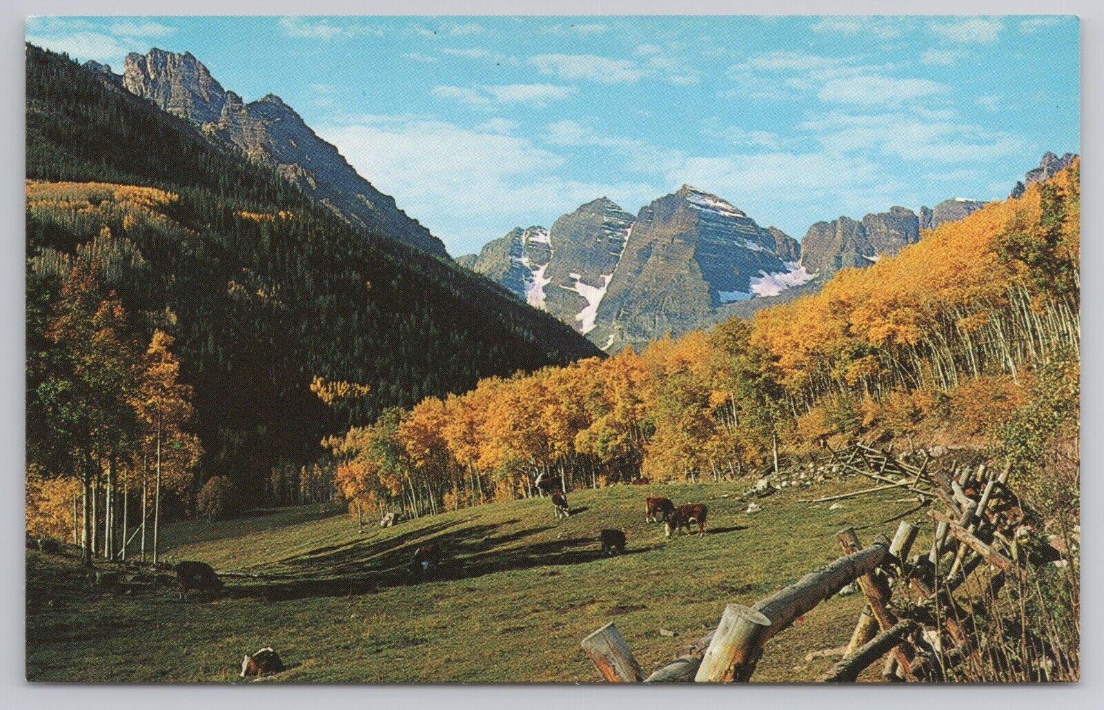 Maroon Bells Aspen And Cattle Beef Landscape Colorado Rockies Vintage Postcard