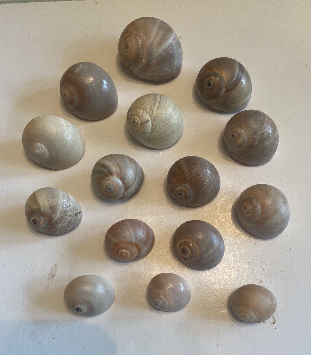 15 Beautiful Shark Eye Snail Shells From SW Florida