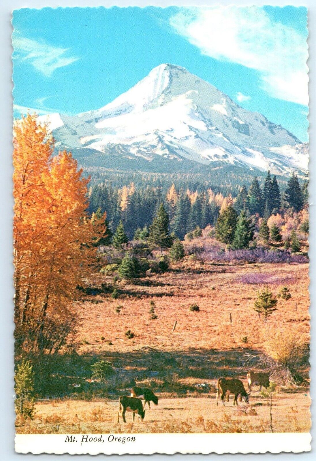 Postcard of Mt Hood Oregon Plastichrome Smith Western Inc