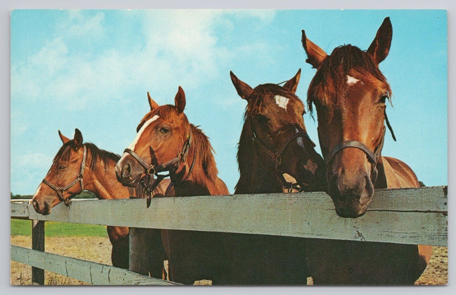 Postcard Four Horses Looking Over a Fence
