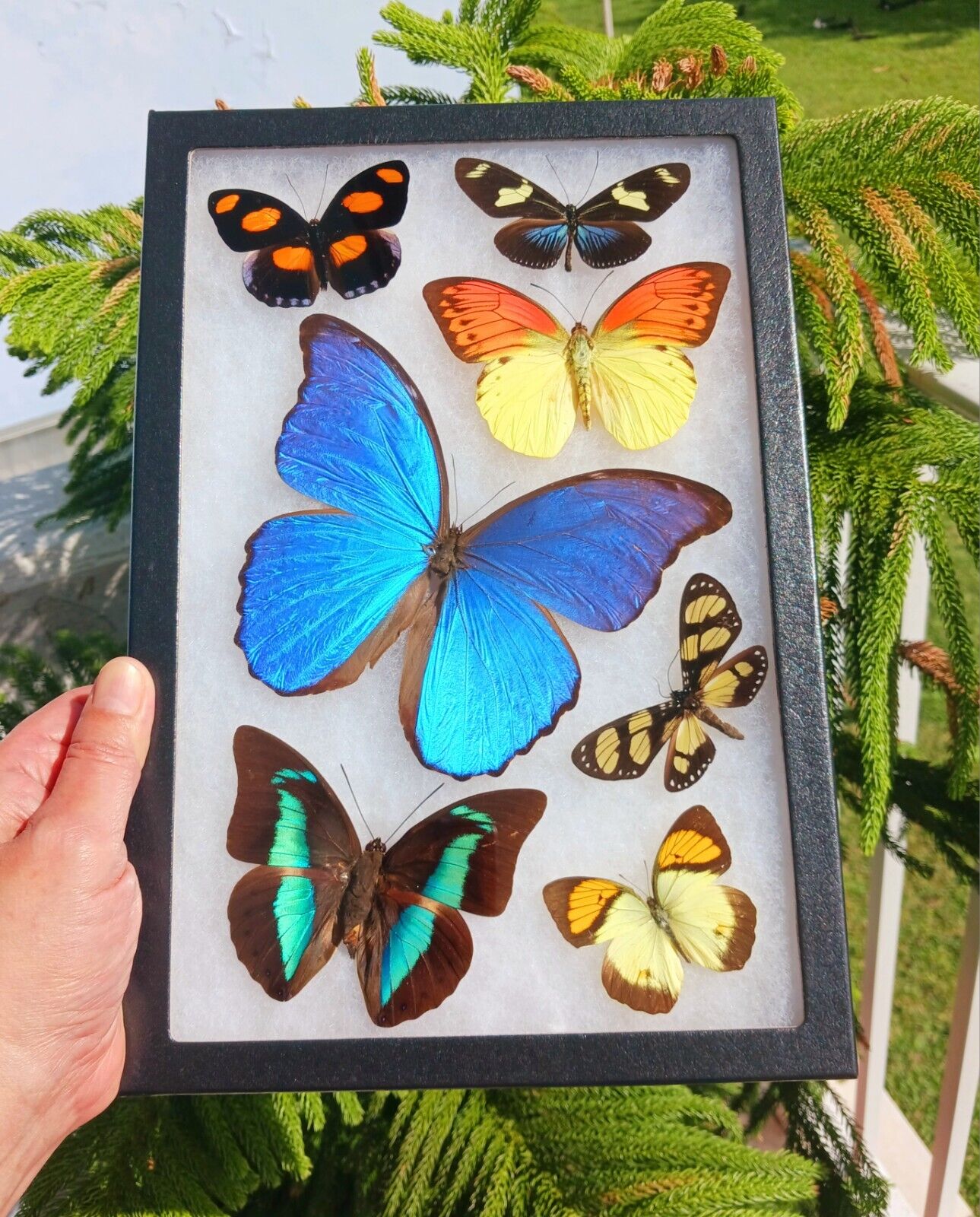 REAL FRAMED BUTTERFLY MORPHO DIDIUS 7 BUTTERFLIES AMAZING COLORS 