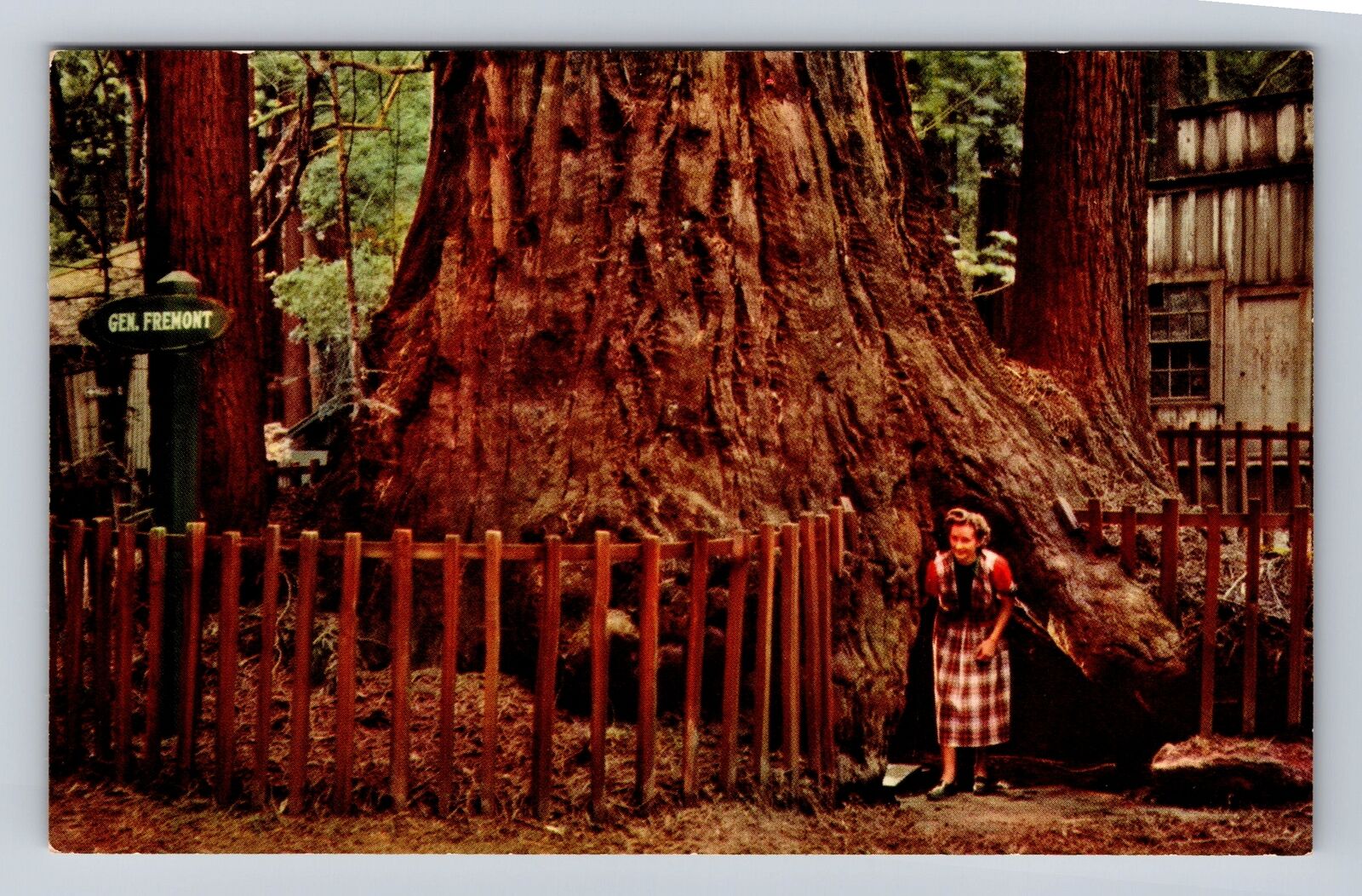 Santa Cruz County CA-California, General Fremont Tree, Antique Vintage Postcard