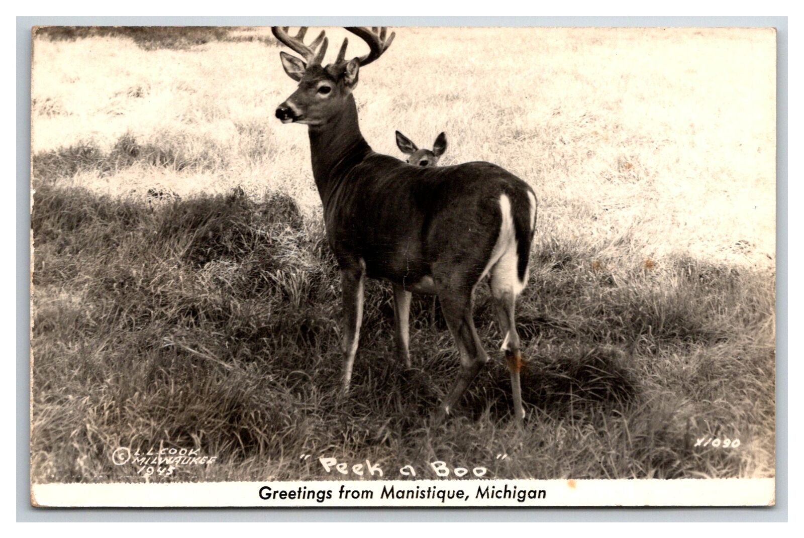 Greetins from MANISTIQUE Michigan RPPC~ Deer & Fawn Hunting & fishing