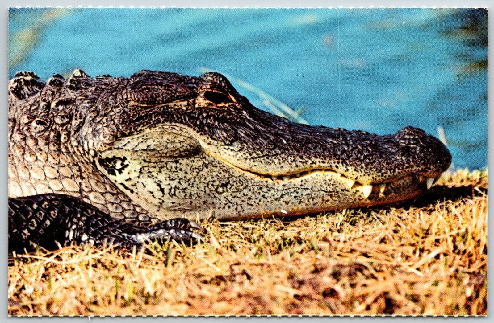 Huge Alligator Head, Everglades National Park, Florida - Postcard
