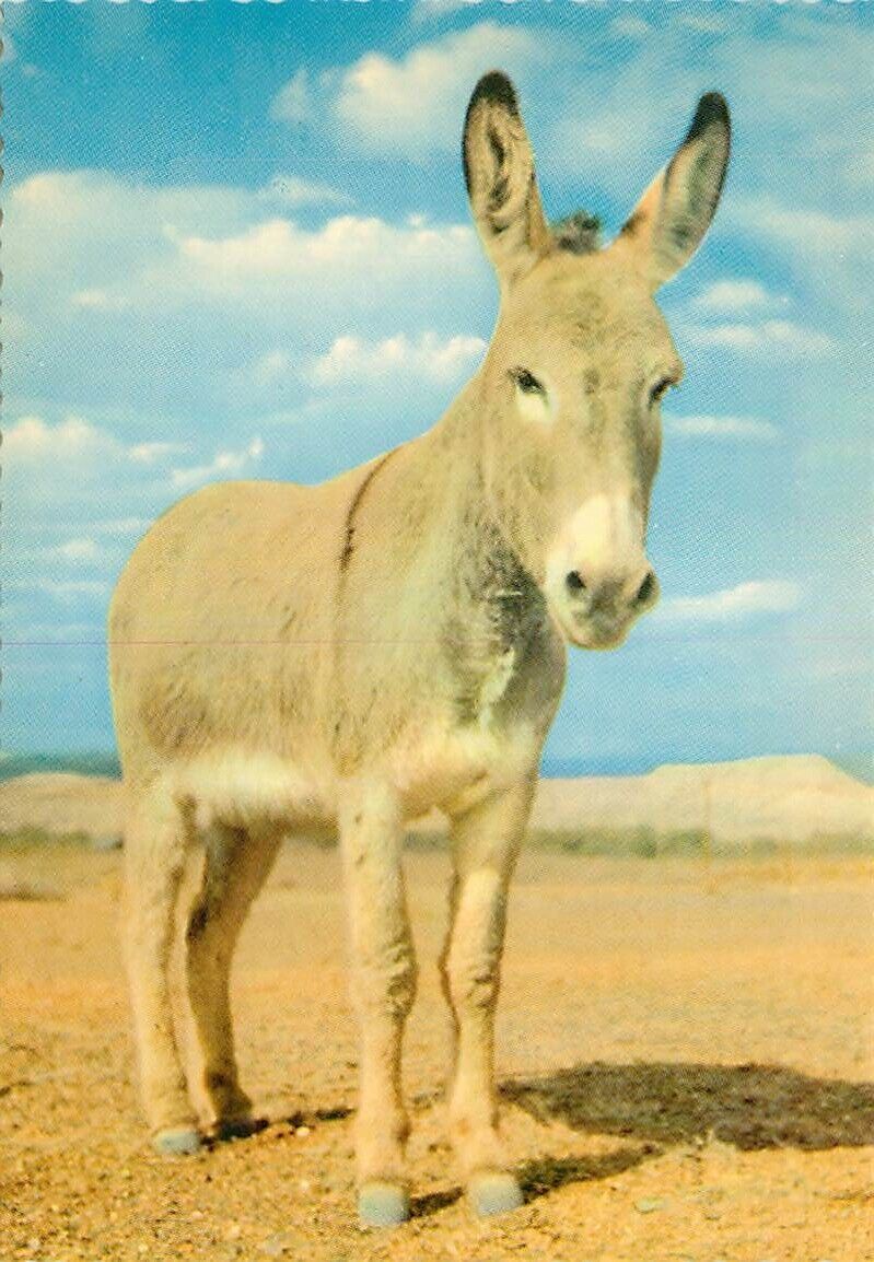 Postcard Desert Burros - The Arizona Canary