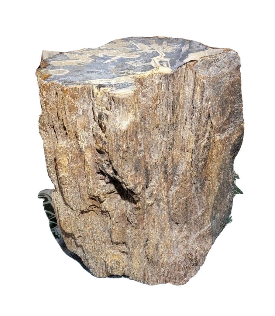 Rare Petrified Wood Trunk Bark 112 lbs  Fossil 