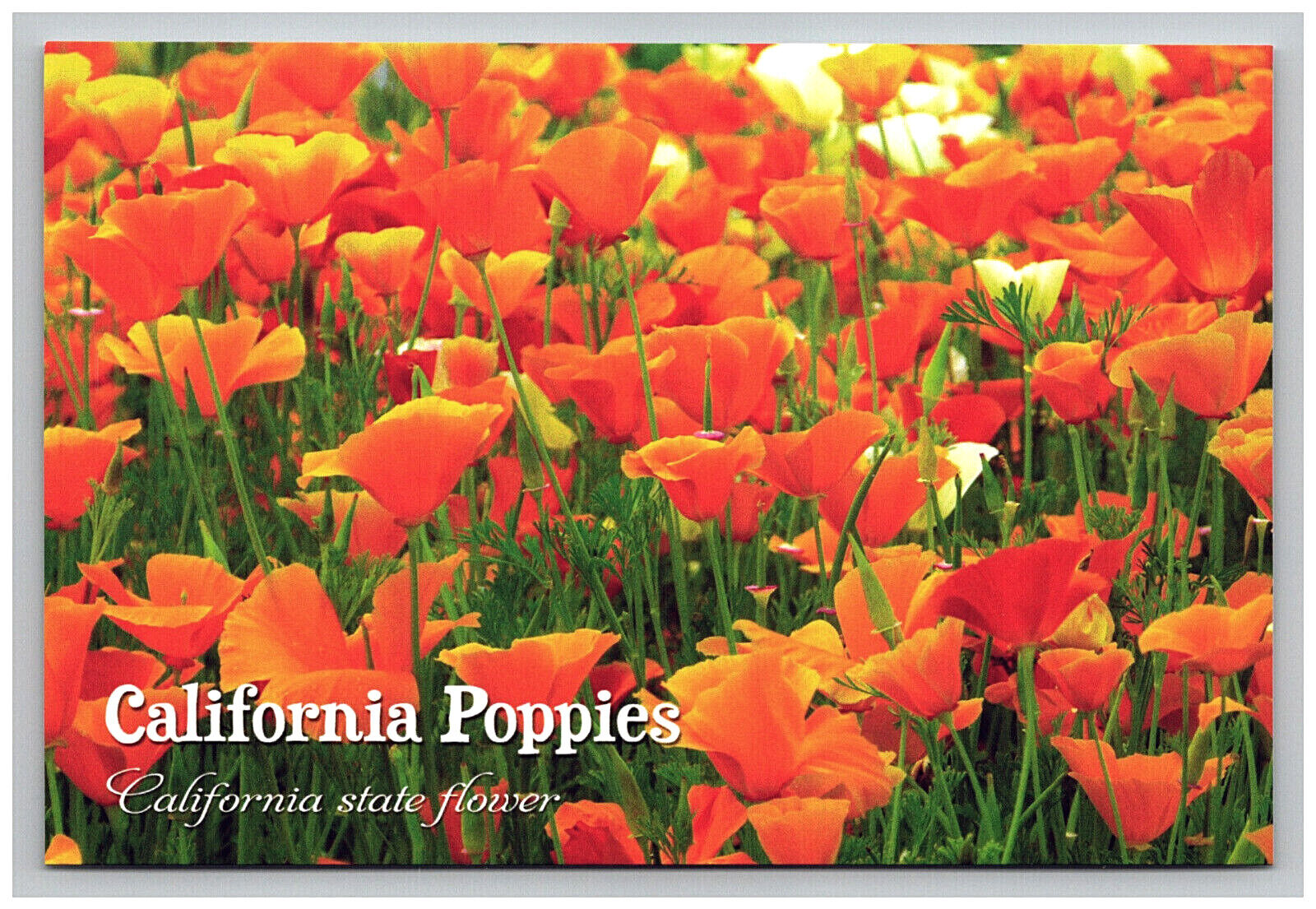 Postcard 4x6 CA Poppies State Flower Orange Wild Floral Scenic View California  