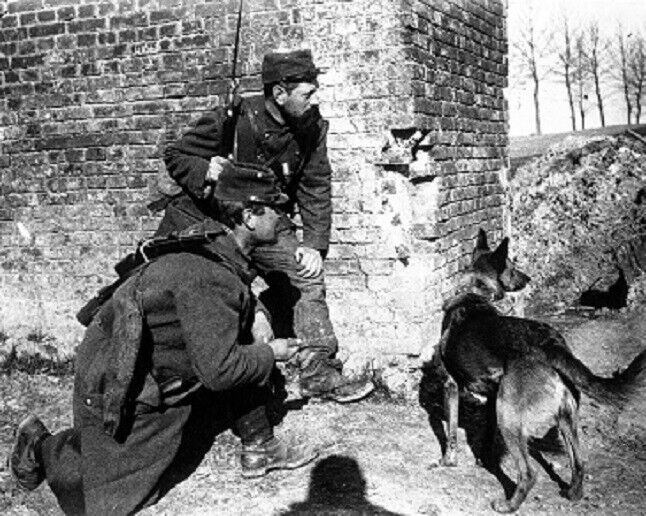 French Soldiers with Trained Rescue Dog 8x10 WWI WW1 Photo 25