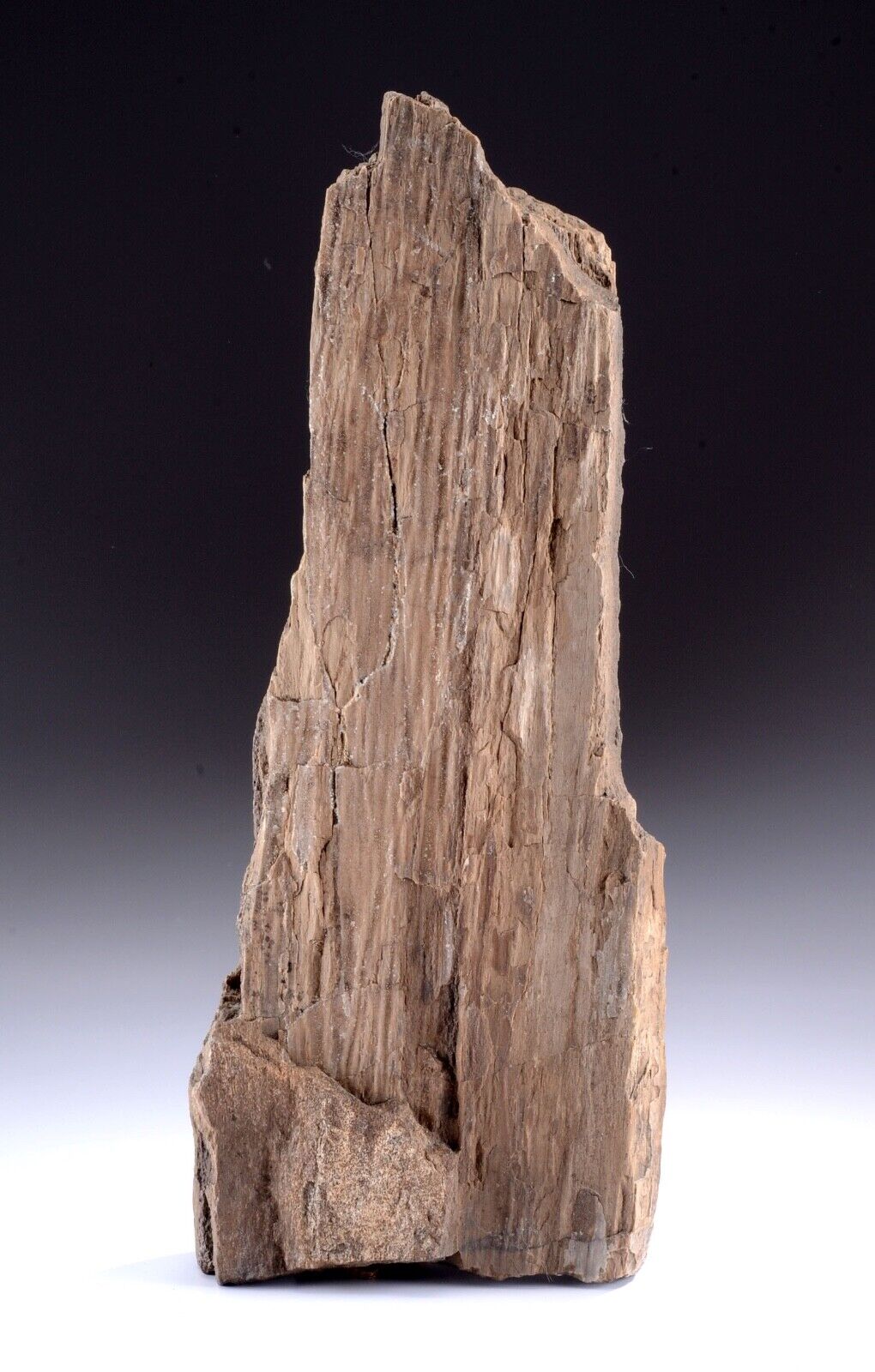EXTREMELY RARE SKYSCRAPER Design - HEAVY PETRIFIED WOOD  (15\