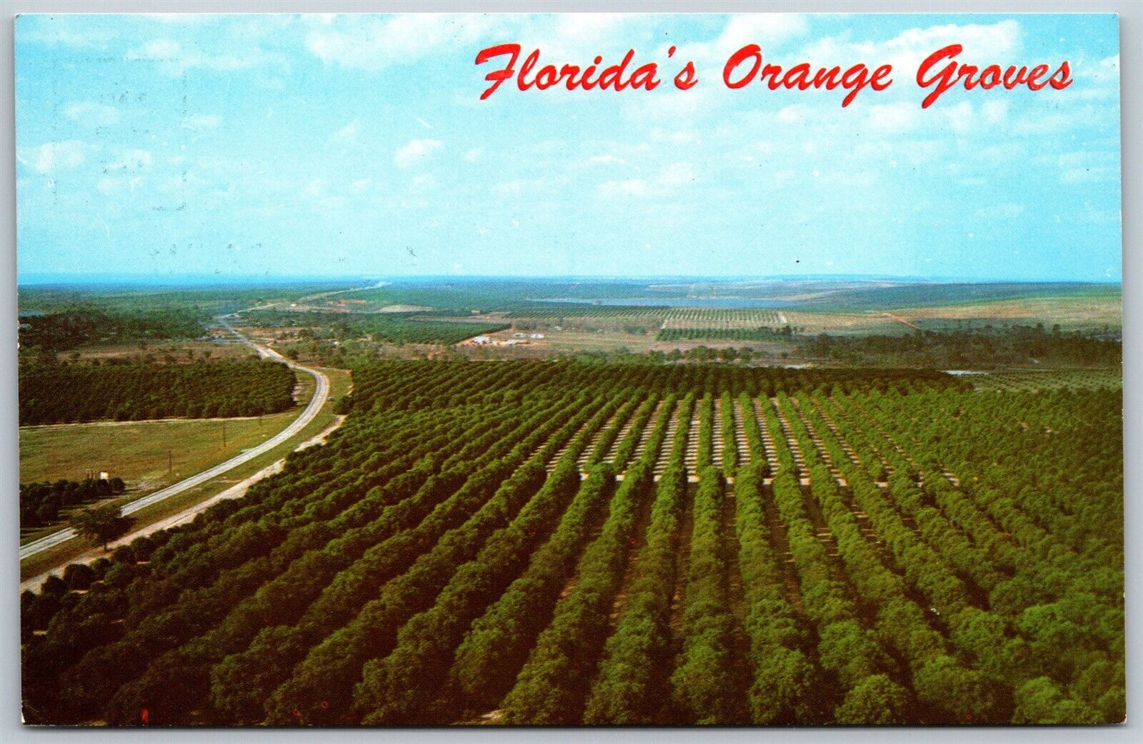 Vtg Clermont Florida FL Orange Groves View North from Citrus Tower Postcard