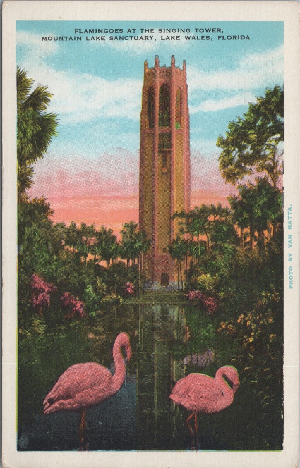 Lake Wales Fla Flamingoes At Singing Towers Mountain Lake Sanctuary Postcard