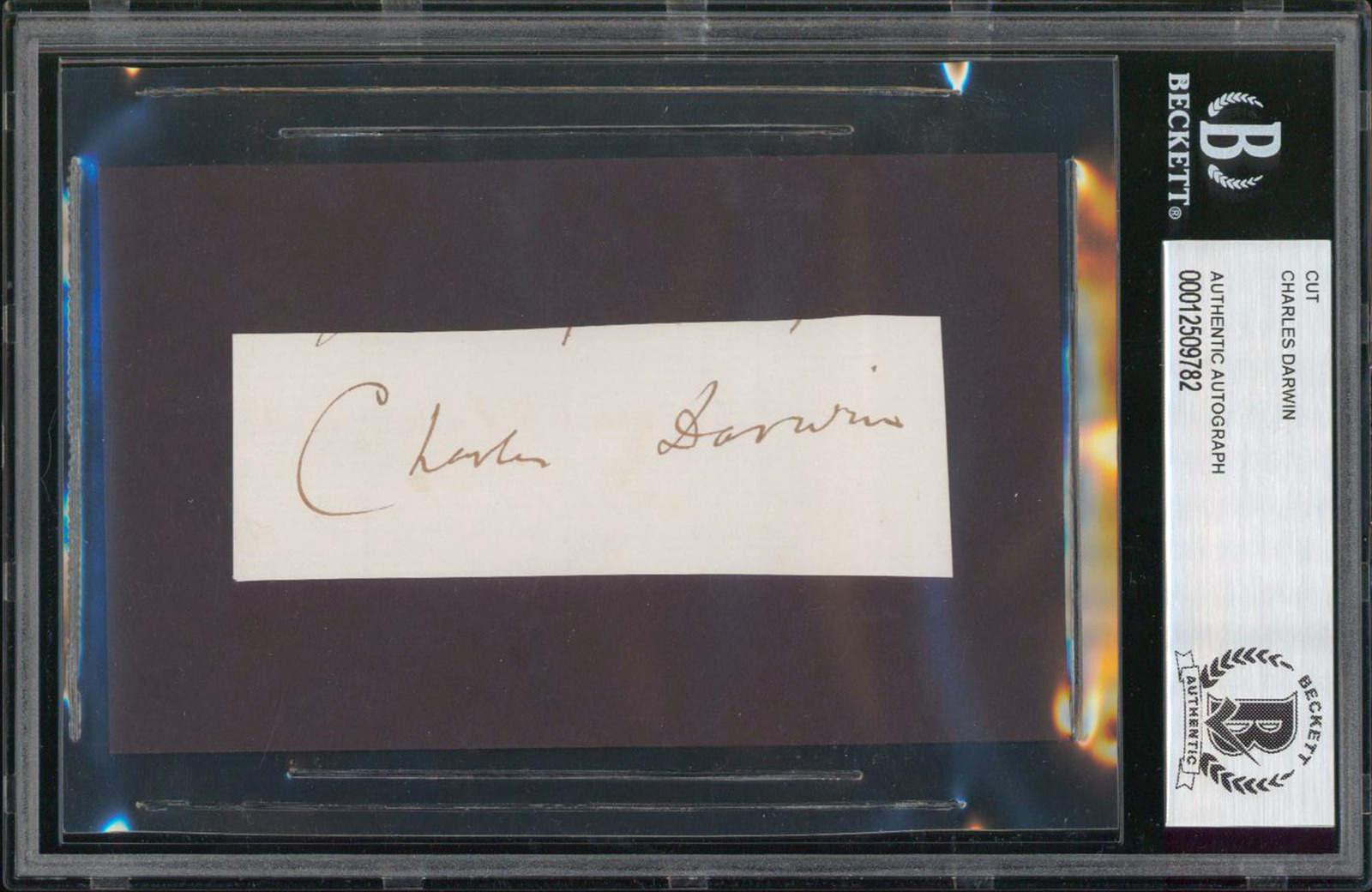 Charles Darwin Authentic Signed 1x3.75 Cut Signature Autographed BAS Slabbed