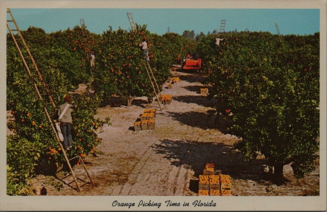 Vintage Orange Picking Time In Florida Minute Maid Postcard C6