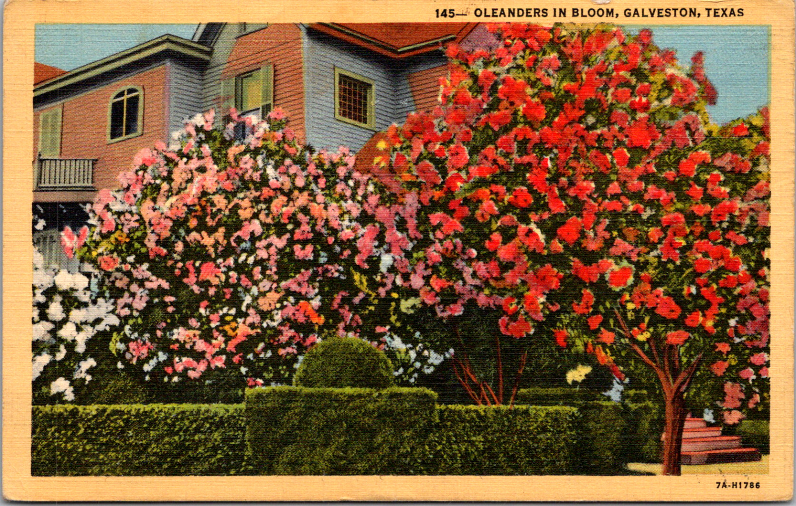 Vintage 1940\'s Lovely Oleanders in Bloom at a Galveston Texas Home TX Postcard