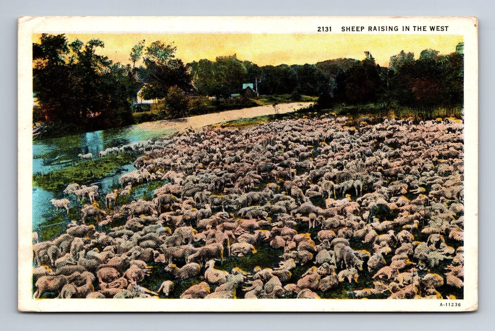 Sheep Raising in the West Sheep Herd Postcard