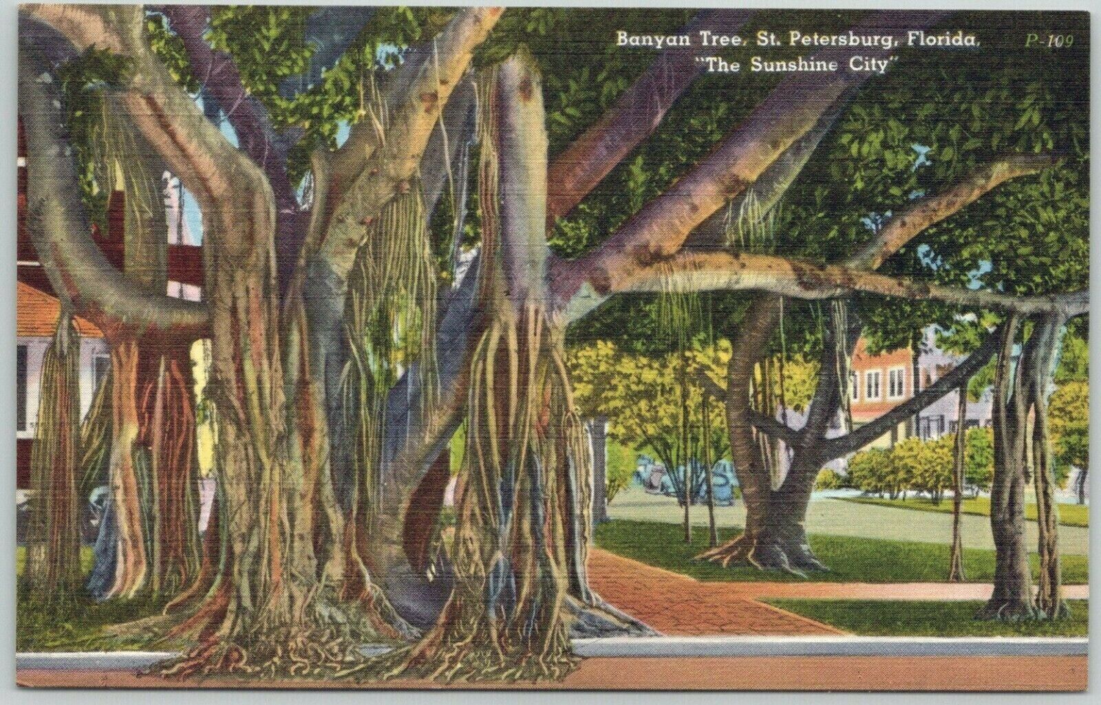 Postcard FL Banyan Tree Landmark Nature Scenic Topical St Petersburg Florida