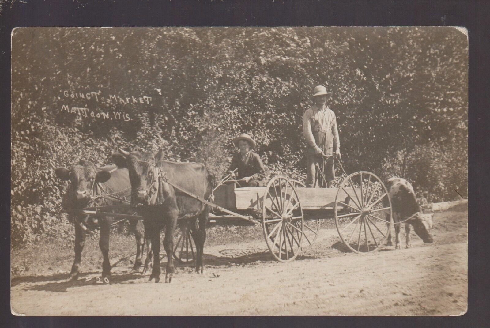 Mattoon WISCONSIN RPPC 1909 COW CART Cows MARKET nr Antigo Aniwa Neopit WI KB
