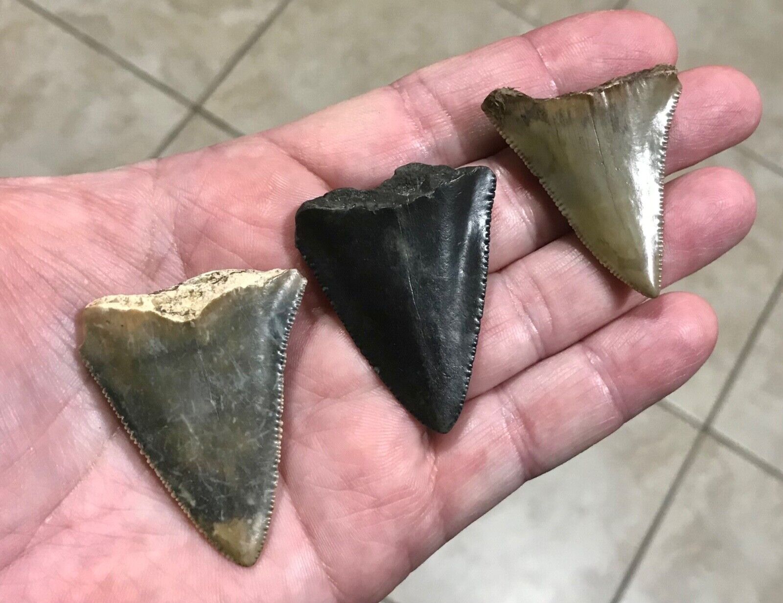 GORGEOUSLY GRAND - S.W.FLORIDA LAND FINDS - GREAT WHITE Shark Teeth Fossils