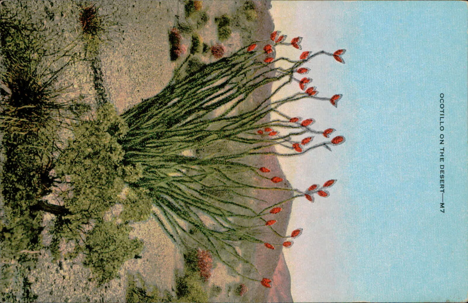 Postcard: OCOTILLO ON THE DESERT-M7