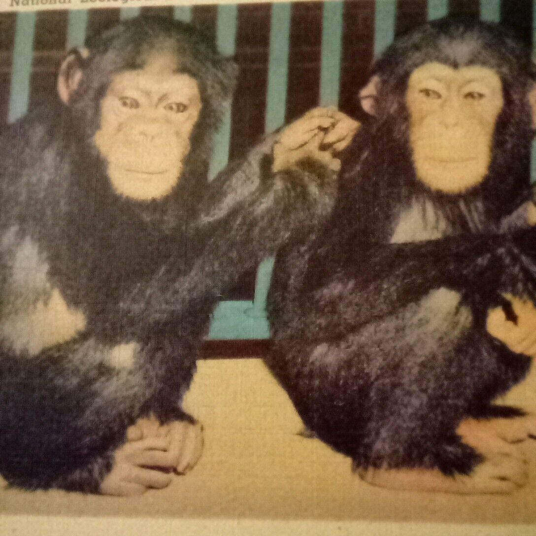 Chimpanzees National Zoological Park Washington D.C. 1948  Souvenir Postcard