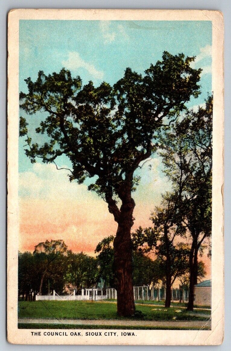 Sioux City IA Iowa Postcard The Council Oak Tree Large Massive Tree