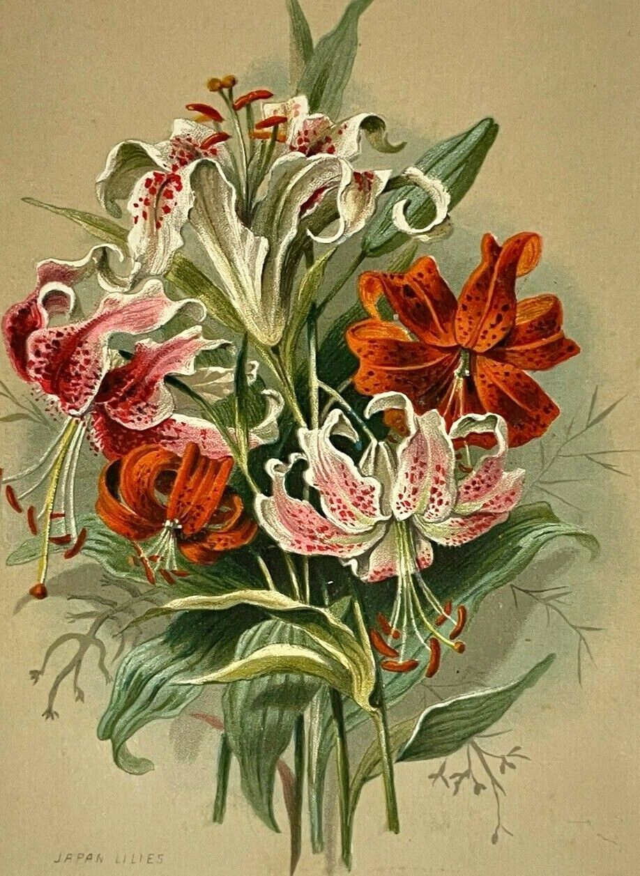 c.1880s Victorian Trade Card Japan Japanese Lilies Floral Lovely