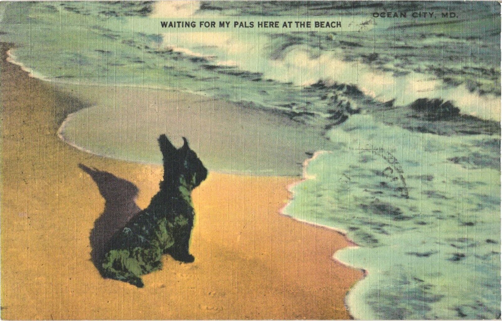 A Black Dog at The Beach, Waiting for My Pals Here at The Beach Postcard