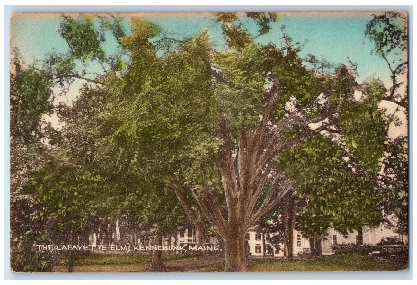 c1910 Spread of Tree, The Lafayette Elm Kennebunk Maine ME Antique Postcard