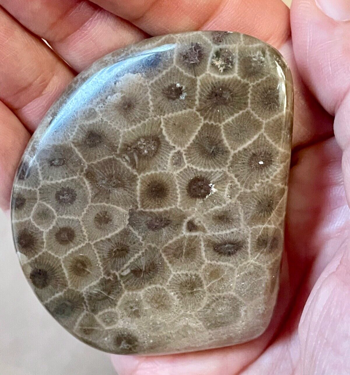 Beautiful Hand Polished Petoskey Stone Fossil Michigan 2.92 Oz Transformation