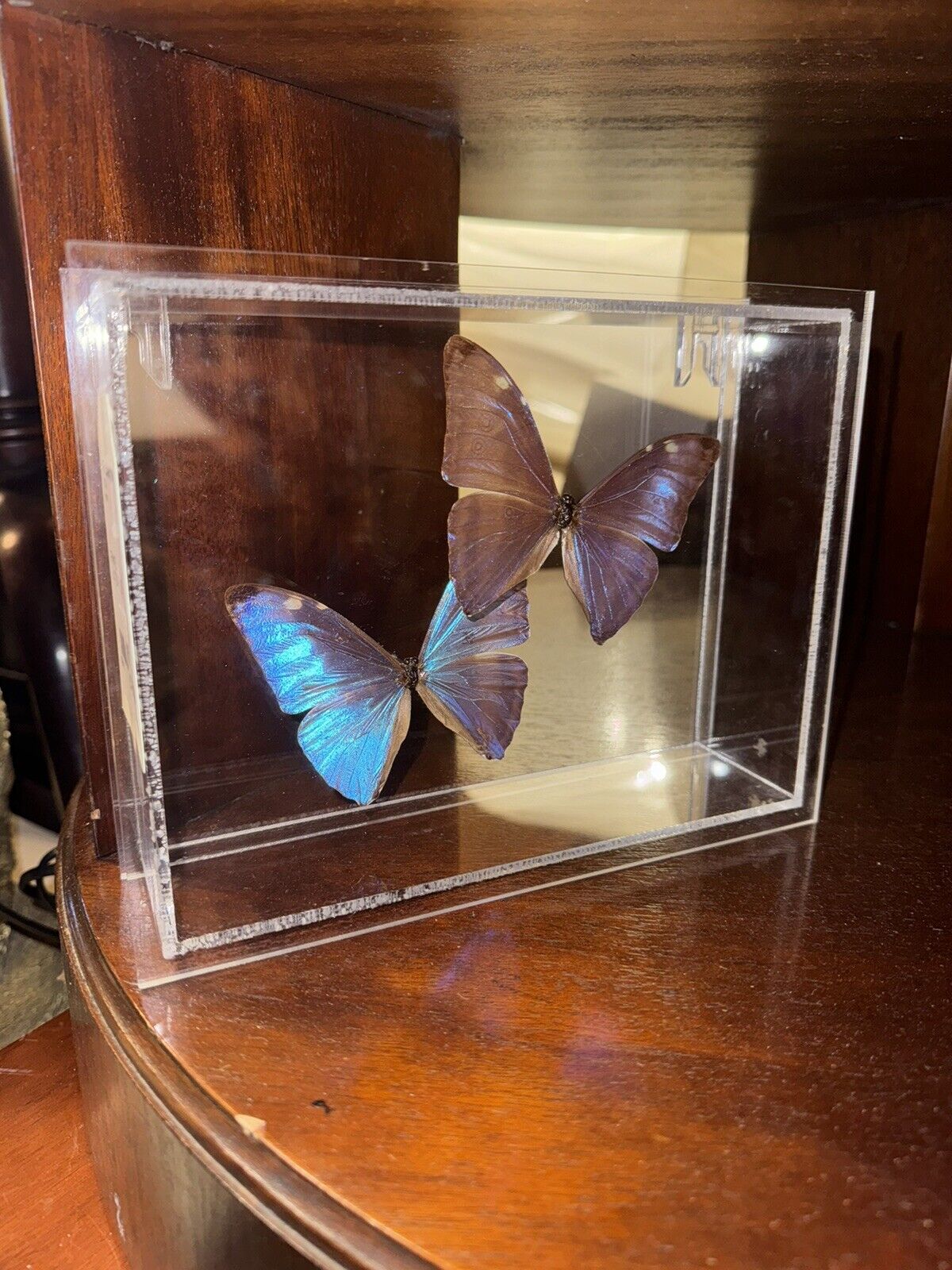 Pair Of Blue Framed Butterflies