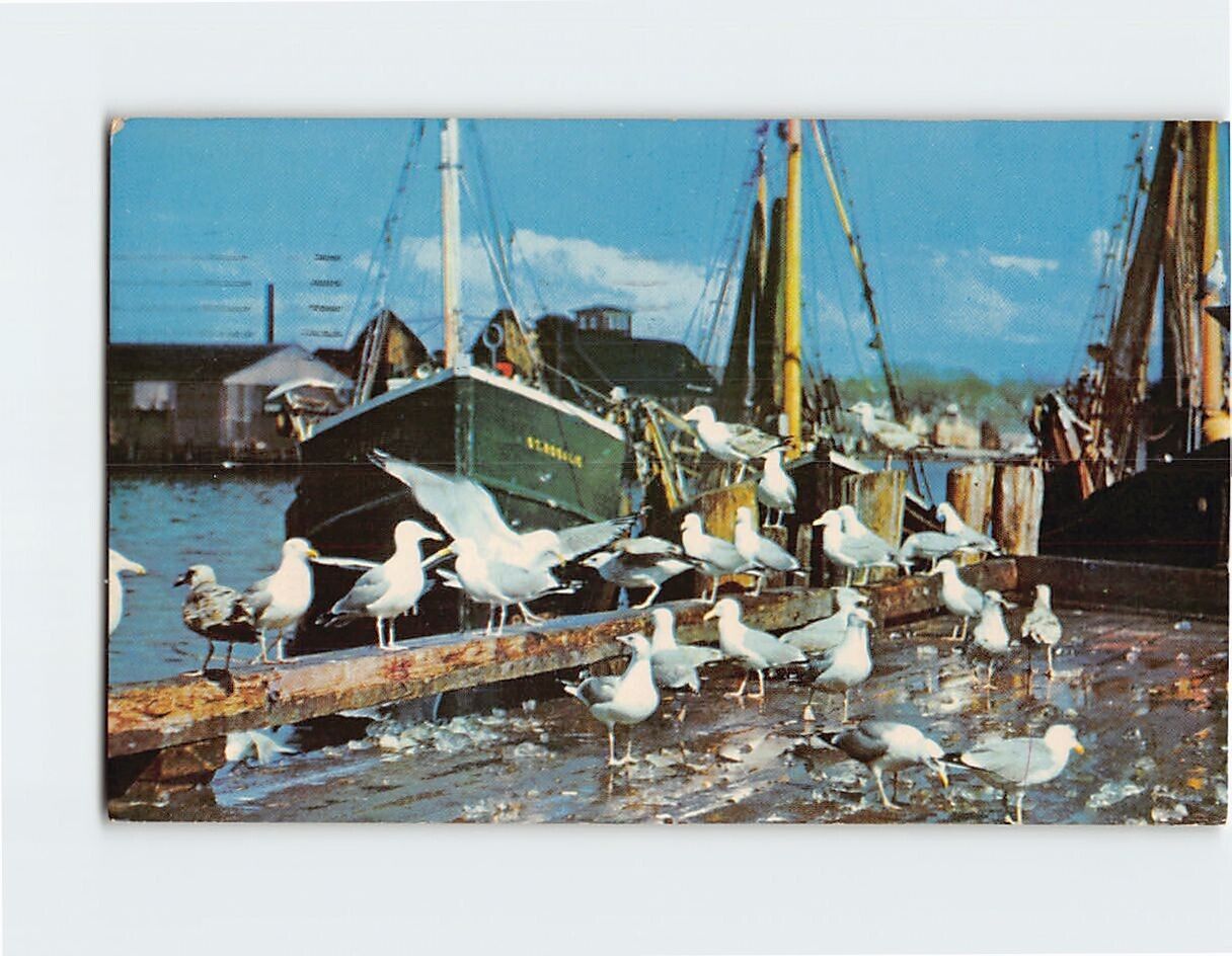 Postcard Sea Gulls Feasting on Fish Scraps Nantucket Coast Massachusetts USA