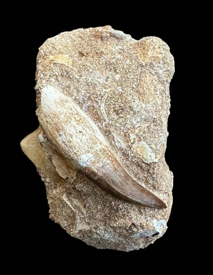 A fascinating Mosasaurus tooth in matrix associated with corax tooth of Morocco