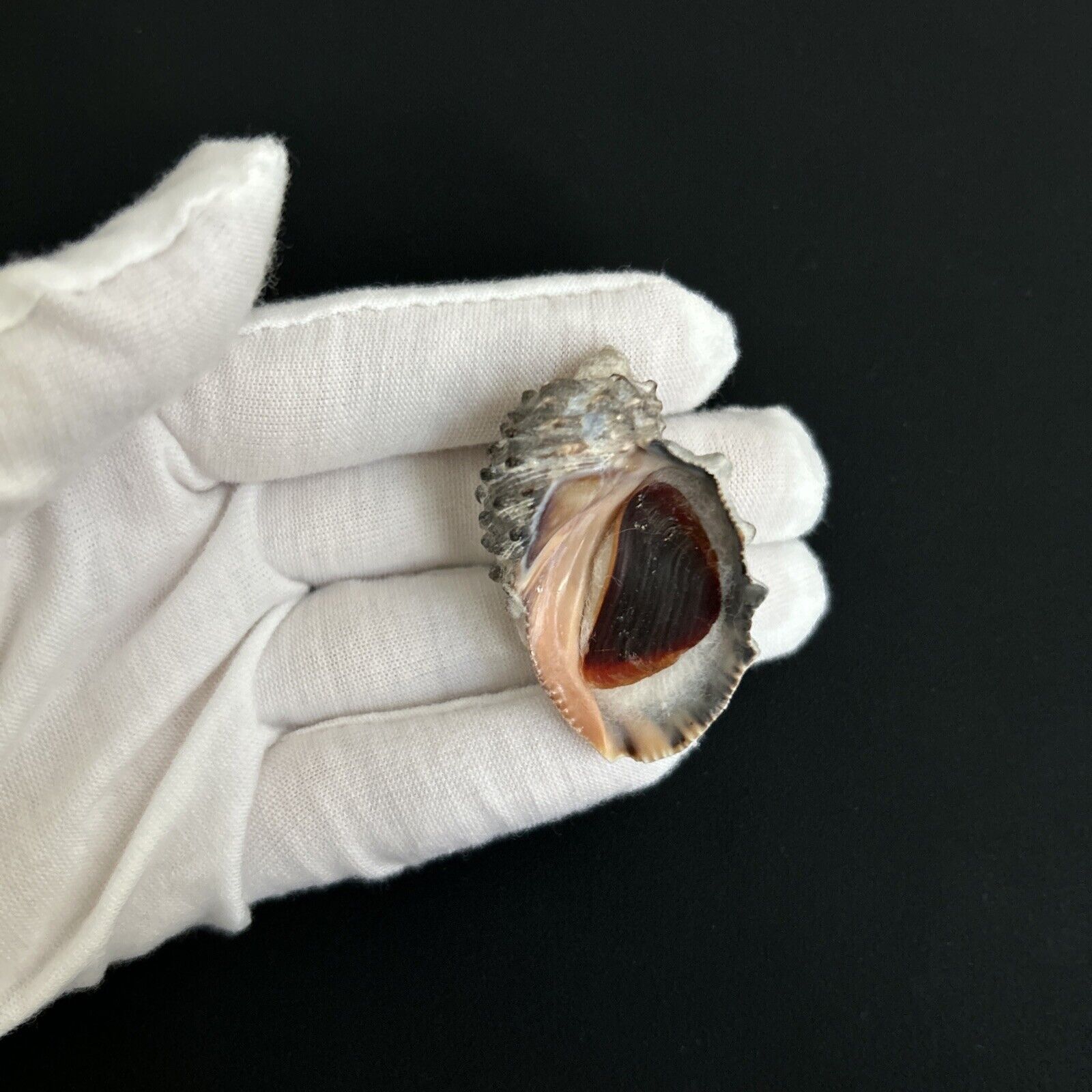 Purpura patula, 44mm, W/o, Muricidae seashell collection
