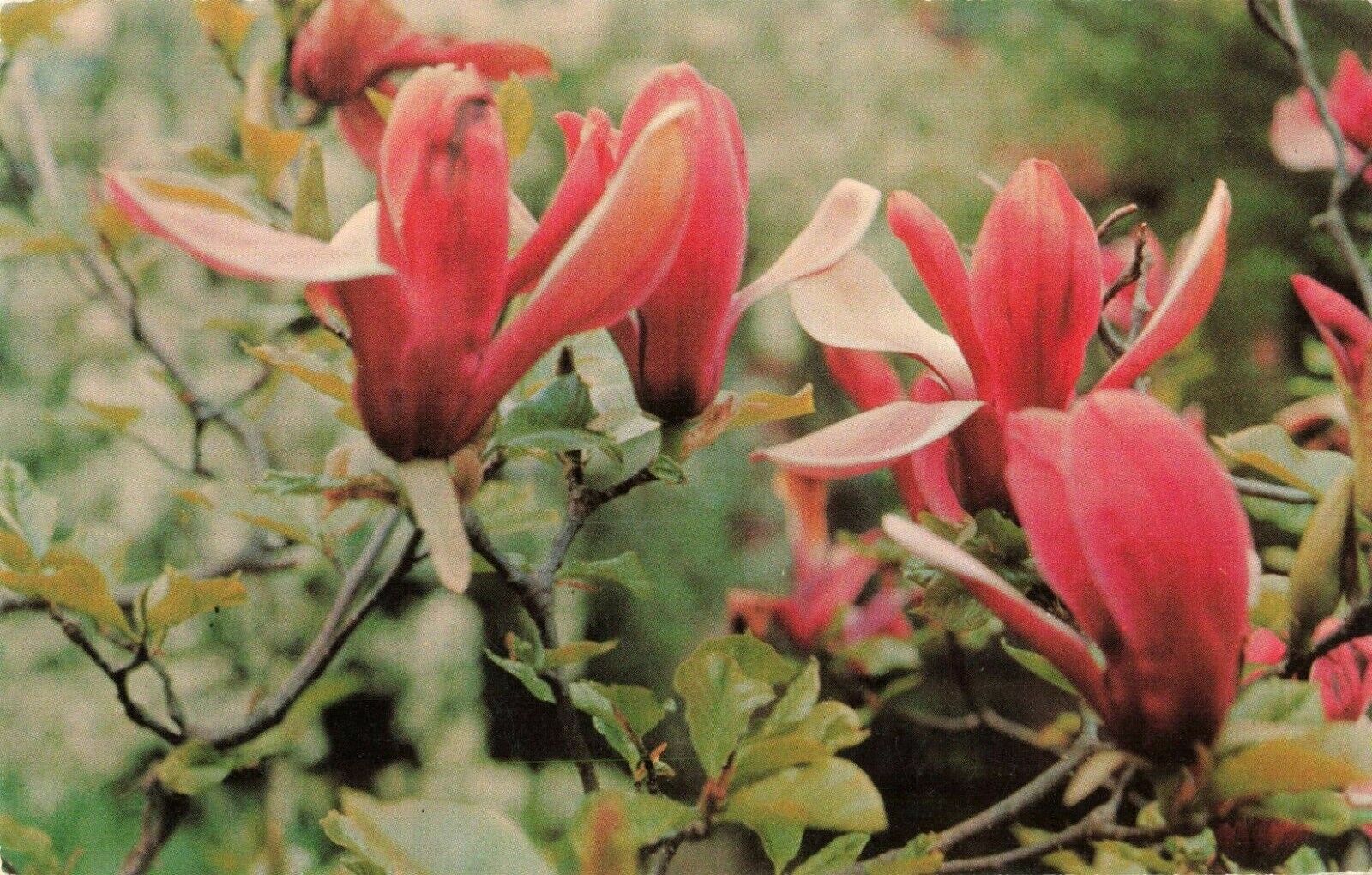 Postcard Lily Flowered Magnolia