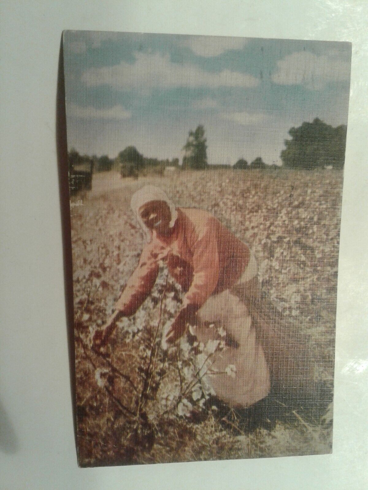 0622O Sanford NC Woman Picking Cotton PM 1940