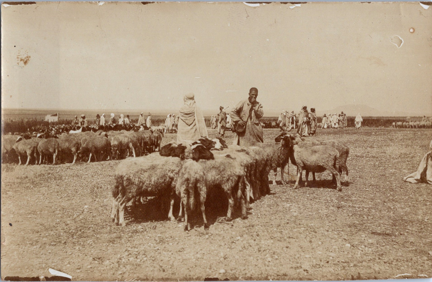 Maghreb, sheep merchants, vintage citrate print, circa 1910 vintage print, le