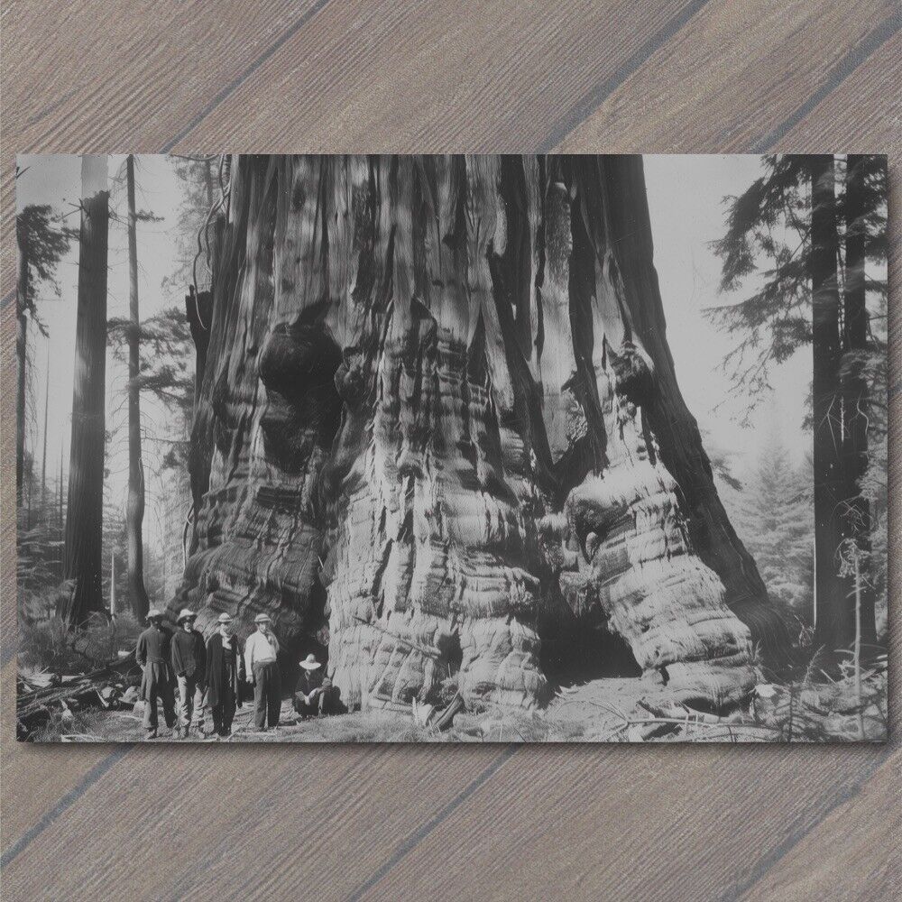 POSTCARD Giant Redwood Tree Men Posing Forest Retro Old School Wild Interesting