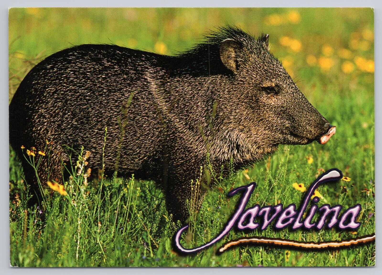 Postcard Javelina (Wild Pig)