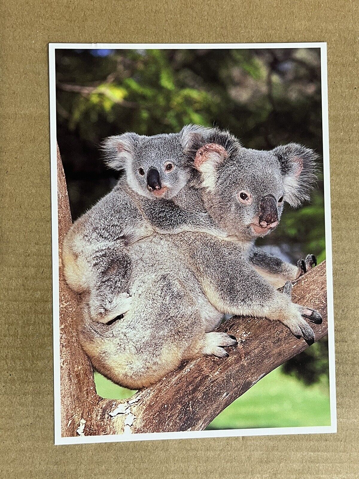 Postcard California CA San Diego Zoo Koala Bear Australia Animal Vintage PC